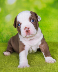 Funny American Bullies puppy on green background