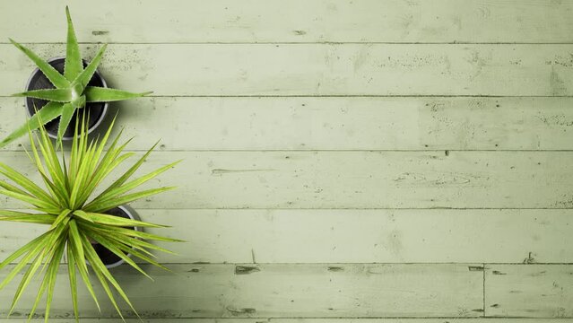 Green wooden table copy space background with house tropical plants ,top view.