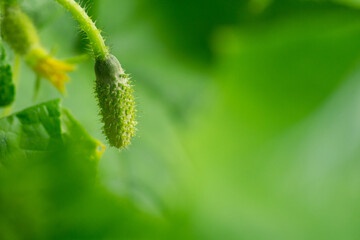A green cucumber hangs on a branch on a green leaf background