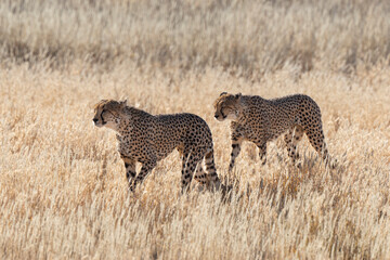 Guépard, cheetah, Acinonyx jubatus, Parc national Kruger, Afrique du Sud