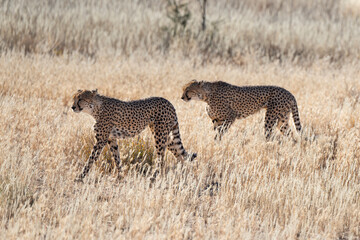 Guépard, cheetah, Acinonyx jubatus, Parc national Kruger, Afrique du Sud