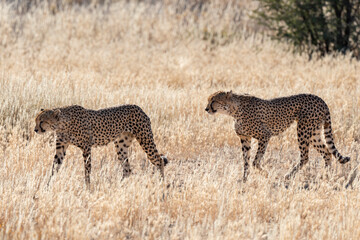 Guépard, cheetah, Acinonyx jubatus, Parc national Kruger, Afrique du Sud
