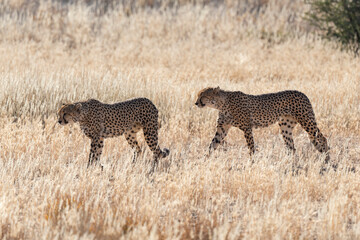Gu&eacute;pard, cheetah, Acinonyx jubatus, Parc national Kruger, Afrique du Sud