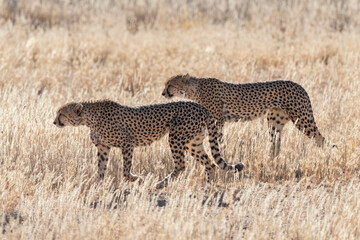Guépard, cheetah, Acinonyx jubatus, Parc national Kruger, Afrique du Sud