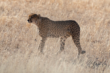 Guépard, cheetah, Acinonyx jubatus, Parc national Kruger, Afrique du Sud