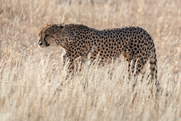 Guépard, cheetah, Acinonyx jubatus, Parc national Kruger, Afrique du Sud