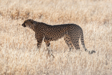 Guépard, cheetah, Acinonyx jubatus, Parc national Kruger, Afrique du Sud