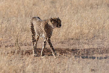 Guépard, cheetah, Acinonyx jubatus, Parc national Kruger, Afrique du Sud