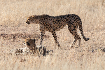 Guépard, cheetah, Acinonyx jubatus, Parc national Kruger, Afrique du Sud