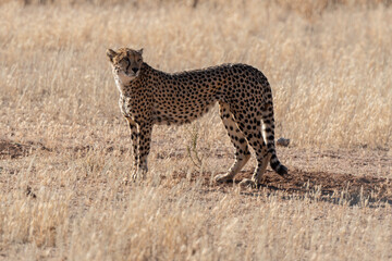 Plakat Guépard, cheetah, Acinonyx jubatus, Parc national Kruger, Afrique du Sud