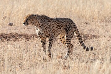 Guépard, cheetah, Acinonyx jubatus, Parc national Kruger, Afrique du Sud