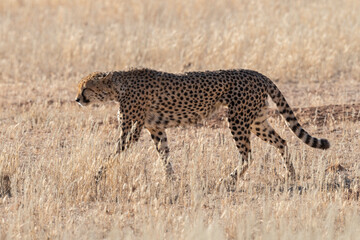 Guépard, cheetah, Acinonyx jubatus, Parc national Kruger, Afrique du Sud