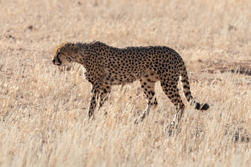 Guépard, cheetah, Acinonyx jubatus, Parc national Kruger, Afrique du Sud
