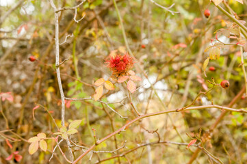 Diplolepis Rosae Gall on a wild rose bush (Rosa Canina) in the forest in autumn. Spain. Known as Robin's Pincushion Gall or Gall Bedeguar Pincushion.