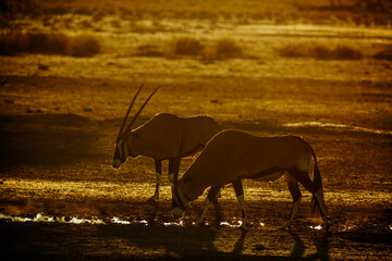 Two South African Oryx at waterhole at dusk in Kgalagadi transfrontier park, South Africa; specie...