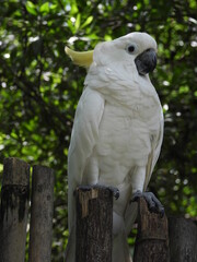 sulphur crested cockatoo white and grey parrot yellow crested cockatoo