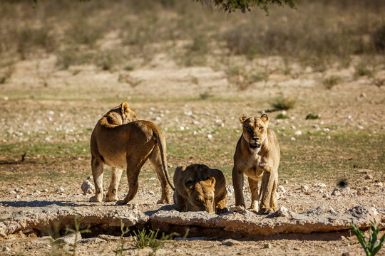 Three African lions drinking at waterhole in Kgalagadi transfrontier park, South Africa; Specie panthera leo family of felidae