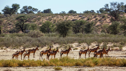 Fototapeta premium Small group of Hartebeest in dry land scenery in Kgalagadi transfrontier park, South Africa; specie Alcelaphus buselaphus family of Bovidae