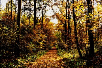 Blick auf einen Weg in einen Herbstwald Bäume voll mit gefärbten Blättern Betrachter am Anfang des Weges © Drachen haben Flügel