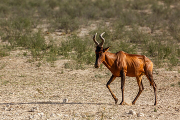 Naklejka na ściany i meble Hartebeest walking in dry land in Kgalagadi transfrontier park, South Africa; specie Alcelaphus buselaphus family of Bovidae