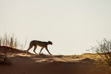 Cheetah walking in sand dune isolated in sky in Kgalagadi transfrontier park, South Africa ; Specie Acinonyx jubatus family of Felidae