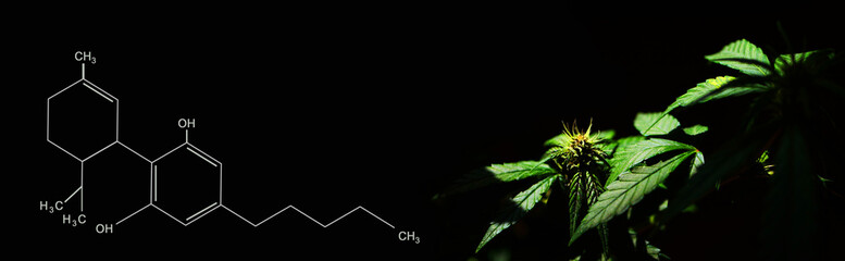 Cannabis plant with CBD formula. Alternative medicine banner. Medical marijuana plant 