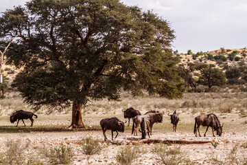Fototapeta na wymiar Small group of Blue wildebeests at waterhole in Kgalagadi transfrontier park, South Africa ; Specie Connochaetes taurinus family of Bovidae