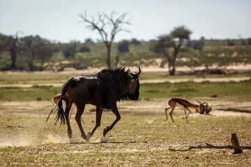 Naklejka na ściany i meble Blue wildebeest chasing impala in Kgalagadi transfrontier park, South Africa ; Specie Connochaetes taurinus family of Bovidae