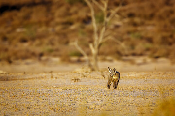 Bat-eared fox standing front view in dry land in Kgalagadi transfrontier park, South Africa; specie Otocyon megalotis family of Canidae