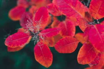 red leafs of a cotinus  close up