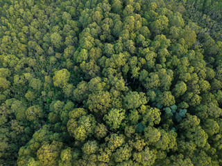  flying over a plantation of trees, in a forestry farm, in the bush in the mountains
