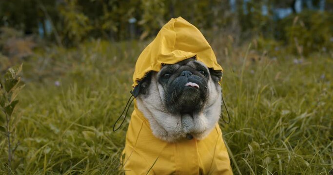 Autumn cute pug dog portrait. Dog dressed in yellow autumn raincoat with hood. Close up funny pug dog face.