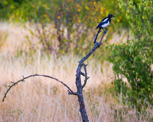 Magpie perching on the top of dry tree, grass, green bushes in background