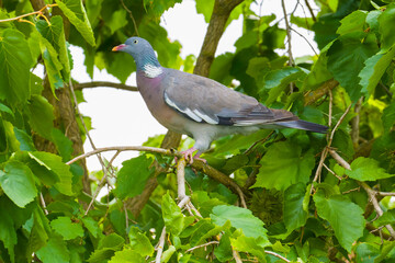 Pigeon perching on a tree among green foliage