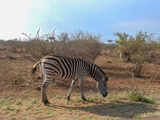 Obraz premium Zebra in the savanna grazing. Trees and mountains in the distance. Kruger National Park, South Africa.
