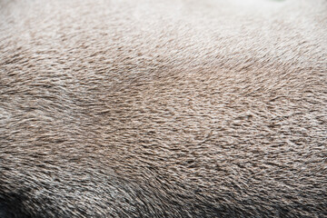 Lilac color American Bully dog fur skin background