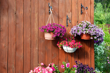 Fototapeta na wymiar A gorgeous calibrachoa bushs in a hanging baskets. Pots of bright calibrachoa flowers hanging on a wooden wall. Flower pots in a hanging pot on the terrace.