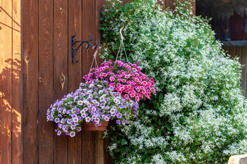 A gorgeous calibrachoa bushs in a hanging baskets. Pots of bright calibrachoa flowers hanging on a wooden wall. Flower pots in a hanging pot on the garden.