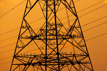 A flock of herons sitting at sunset on a high voltage pole