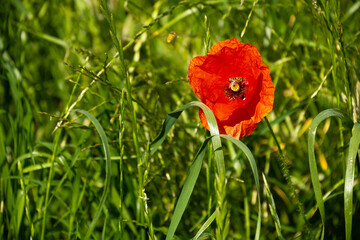 łąka, czerwony kwiat maku wśród zielonych traw - obrazy, fototapety, plakaty
