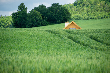 zielone pole zbóż, dach budynku wystający zza wzgórza, dom