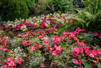 Fototapeta na wymiar A bed of Begonia flowers and ferns at the Butchart Botanical gardens near Victoria, British Columbia, Canada