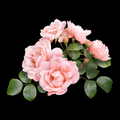 Pink roses isolated on black background. Floral arrangement, bouquet of garden flowers. Can be used for invitations, greeting, wedding card.