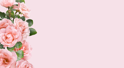 Floral banner, header with copy space. Pink roses isolated on pink background. Natural flowers wallpaper or greeting card.