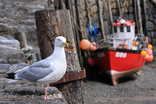 Seagull on sea wall in harbour at british seaside