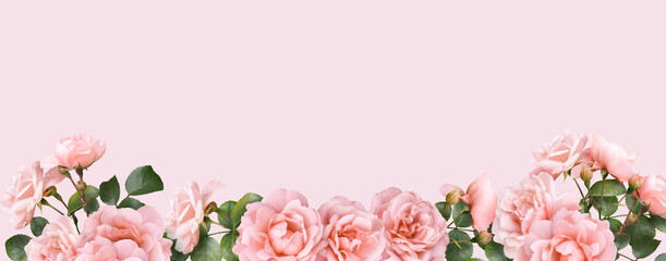 Floral banner, header with copy space. Pink roses isolated on pink background. Natural flowers wallpaper or greeting card.