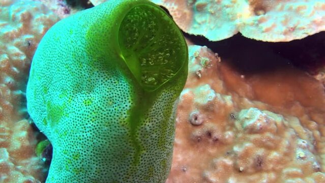 green sea squirt