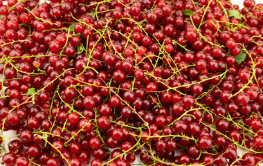 Fresh redcurrant or red currant (Ribes rubrum)berries background, ripe berry with hight vitamain, season fruit in the garden, closeup top view