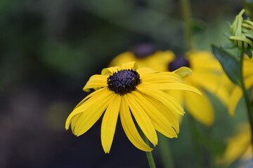 Sunflower close-up