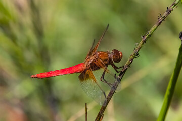 Red Dragonfly (Libellula croceipennis) Perched